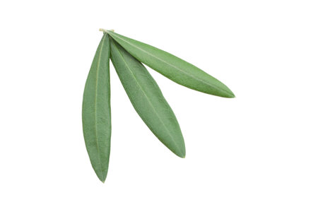 Fresh olive branch leaves isolated on white backgroundの写真素材