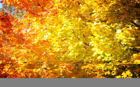 Bright leaves on trees in the park in autumn.の写真素材