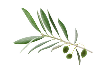 Fresh olive branch leaves isolated on white background closeupの写真素材