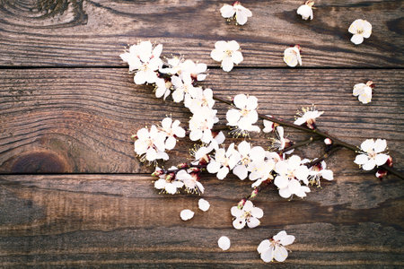 Flowering branch with white delicate flowers on wooden surface. Declaration of love, spring. Wedding card, Valentine's Day greeting. wedding rings. Wedding bouquet, background.の写真素材