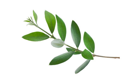 Natural olive branch with green leaves isolated on white background closeupの写真素材