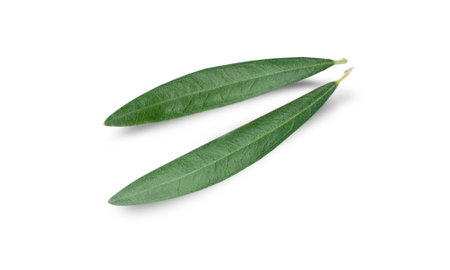 Fresh leaves olive isolated on white background closeupの写真素材