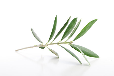 Natural olive branch leaves isolated on white background closeupの写真素材
