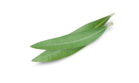 Fresh leaves olive isolated on white background closeupの写真素材