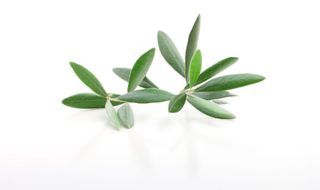 Fresh olive branch leaves isolated on white background closeupの写真素材