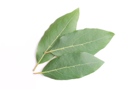 Beautiful fresh laurel leaves isolated on white background closeup. This Eye-Catching Natural bay leaves.の写真素材