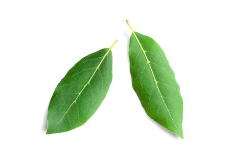 Beautiful fresh laurel leaves isolated on white background closeup. This Eye-Catching Natural bay leaves.の写真素材