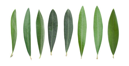 Set fresh olive leaves isolated on white background.の写真素材