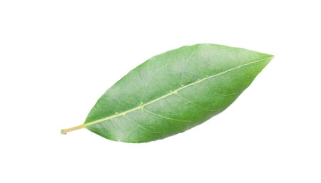 Beautiful fresh laurel leaves isolated on white background closeup. This Eye-Catching Natural bay leaves.の写真素材
