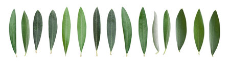 Fresh leaves olive isolated on white background setの写真素材