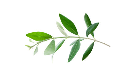 Natural olive branch with green leaves isolated on white background closeupの写真素材