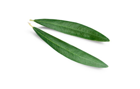 Fresh olive leaves isolated on white background.の写真素材
