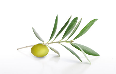 Fresh olive branch leaves isolated on white background closeupの写真素材