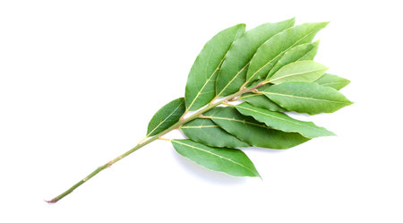 Beautiful branch of laurel isolated on white background. fresh bay leaves.の写真素材