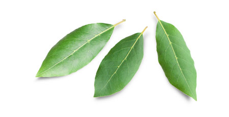 Beautiful laurel leaves isolated on white background. Fresh bay leaves.の写真素材