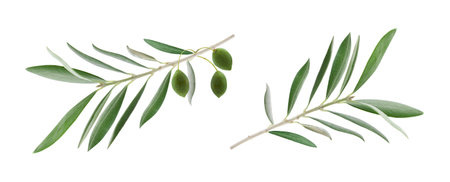 Two olive branches leaves isolated on white backgroundの写真素材