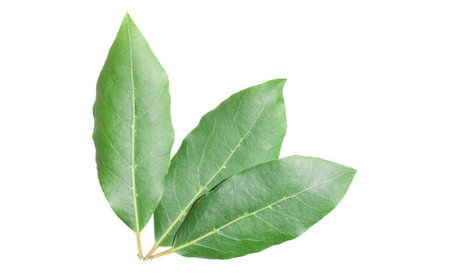 Beautiful fresh laurel leaves isolated on white background closeup. This Eye-Catching Natural bay leaves.の写真素材