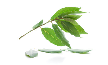 Beautiful branch of laurel isolated on white background. Fresh bay leaves.の写真素材