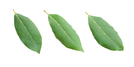 Beautiful fresh laurel leaves isolated on white background closeup. This Eye-Catching Natural bay leaves.の写真素材