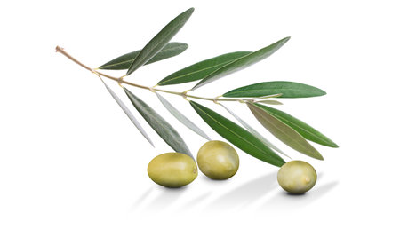 Olive branch with three delicious green olives, isolated on whiteの写真素材