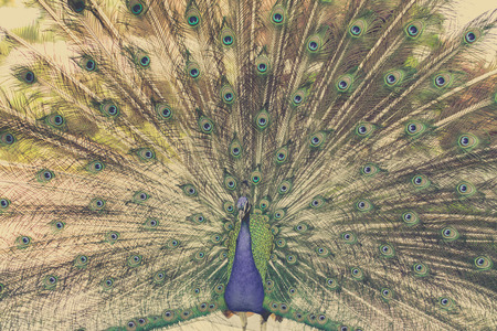 Peacockの写真素材