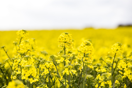 rapeseed, fieldの写真素材