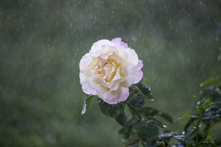 Flower in the rainの写真素材