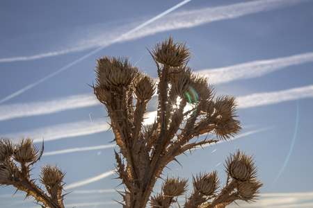 Natural thistleの写真素材