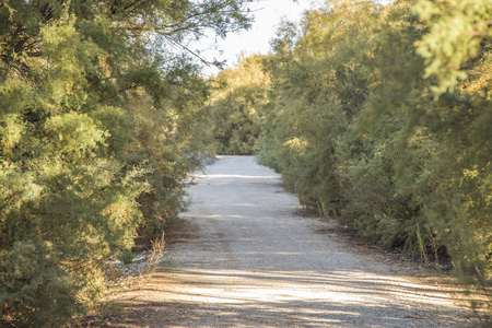 Road between treesの写真素材