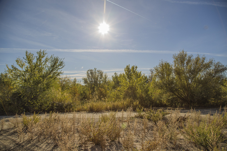 Road between treesの写真素材