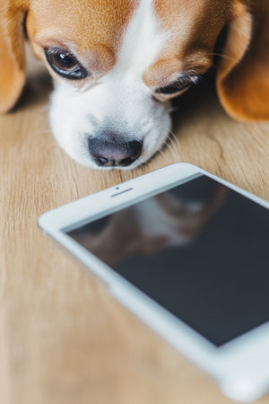 Cute beagle dog lying on the wooden floor and looking at mobile phoneの素材