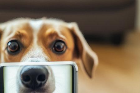 Close up of a dog taking a selfie with a smartphone at homeの素材