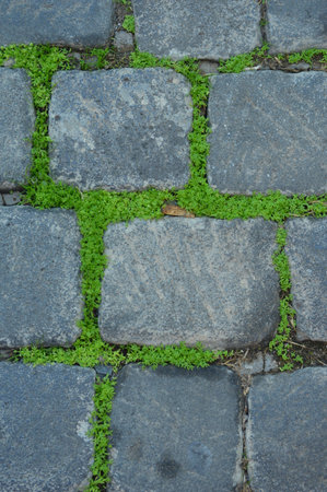 Green grass growing on the cobblestone pavement, closeup of photoの写真素材