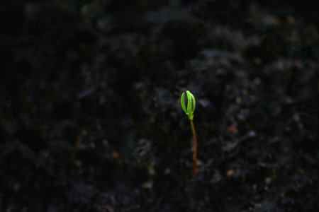 Little sprout coming out