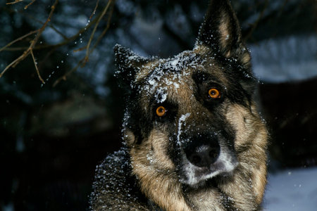Side glance of a strong shepherd dog, close up outdoor  portrait in a very nasty weather