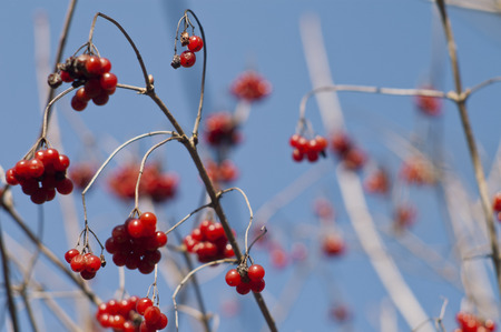 close up of a rowan with a blue sky in backgroundの写真素材