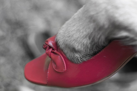 Close up of a dog paw wearing lady red shoes, black and white photo with accent on a red shoe. の写真素材