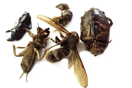 Macro shot of a group of dead insects, isolated on whiteの写真素材