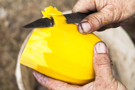 Close up of an old man hand peeling courgette over a basket, concept of povertyの写真素材