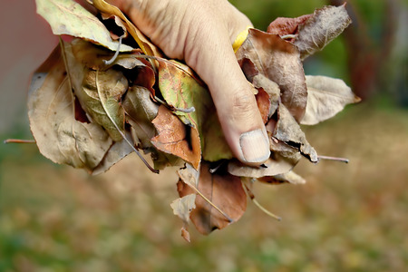 Hand grabbing fall faded foliage, concept of weather change, outdoor shot with blurred background の写真素材
