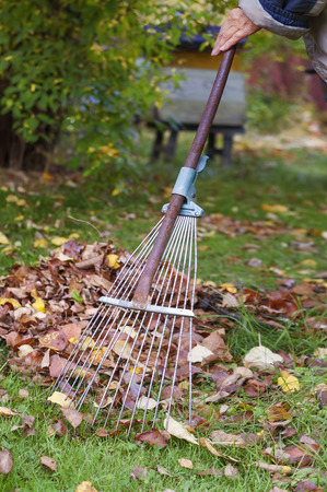Human hand holding rake, fall scene in a gardenの写真素材