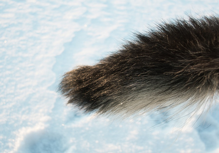 Close up of a dog tail over a snow field, outdoor shot with shallow depth of fieldの写真素材