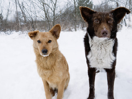 Close up of two stray dogs, asking for food, winter forest in the backgroundの写真素材