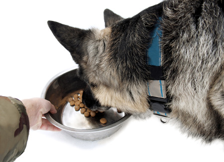 Human hand feding a shepherd dog, outdoor shot on white with particular focusの写真素材