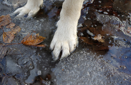 Paws of a dog standing in a puddle with dirt and ice, outdoor horizontal shot