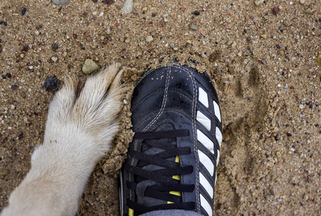 Human foot wearing sport shoes and dog paw, overhead shot, concept of togetherness and sportの写真素材