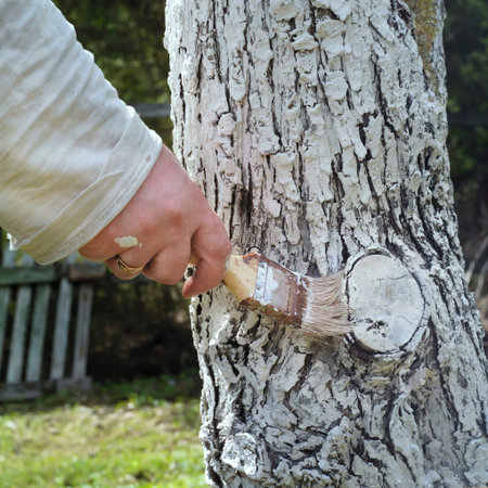 Male hand with a paint brush whitening apple tree typical job for springtimeの写真素材