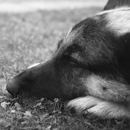 Head of a napping dog with eyes half-shut, outdoor shot with selective focusの写真素材
