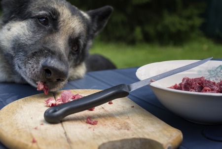 Big shepherd dog stealing unattended raw meat from a table, particular focus outdoor shotの写真素材