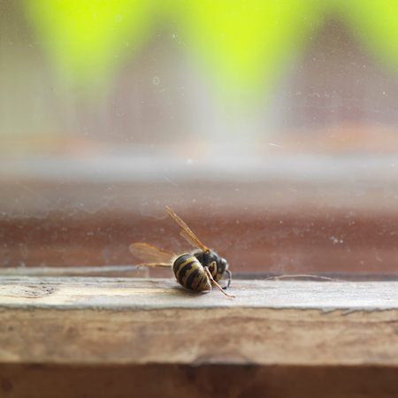 Dead wasp, bee killer, on a window sill, next to window glass, indoor shot with shallow depth of fieldの写真素材